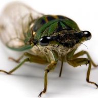 Cicada Hollow