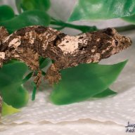 Jasper Sailfin Geckos